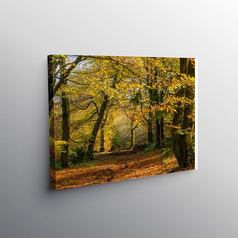 The Wentwood Forest Monmouthshire in Autumn on Canvas
