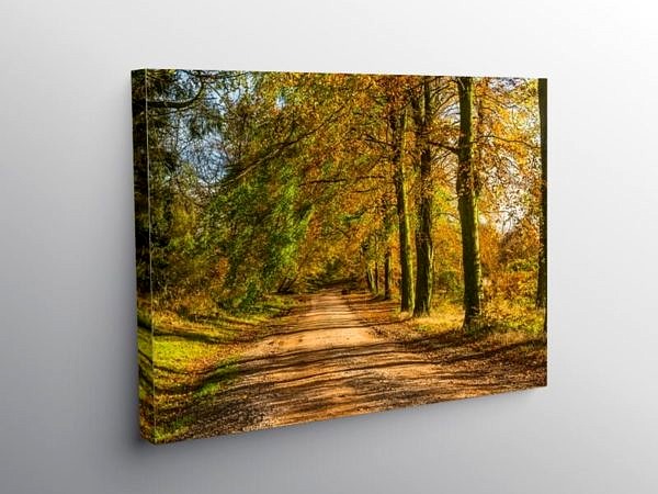 The Wentwood Forest Monmouthshire in Autumn on Canvas