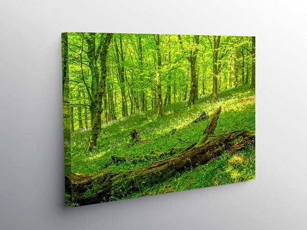 Bluebell Woods at The Wenallt Cardiff on Canvas