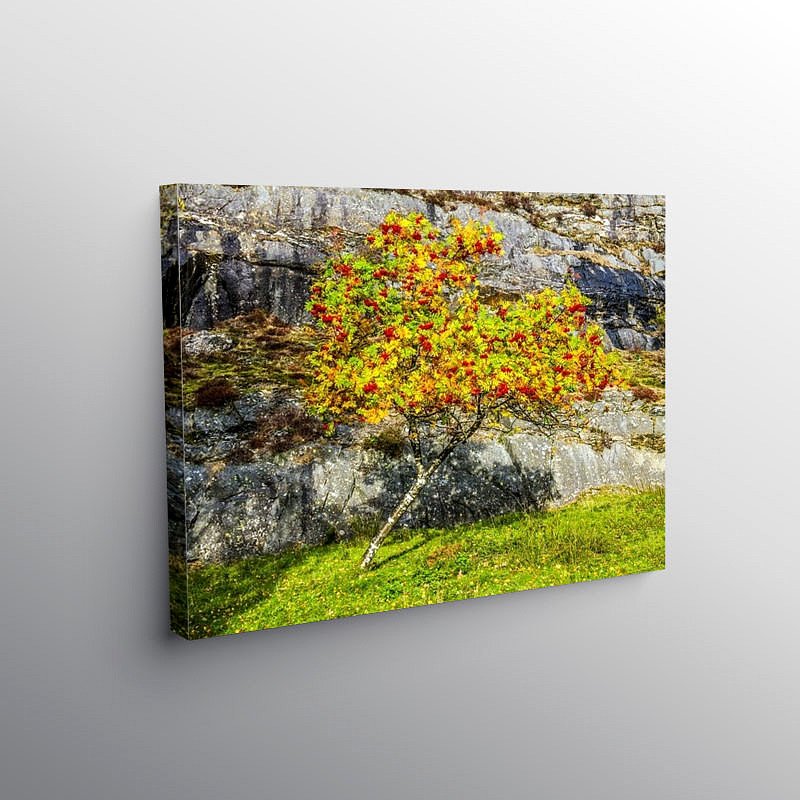 Rowan Tree Elan Valley Powys, Canvas Print