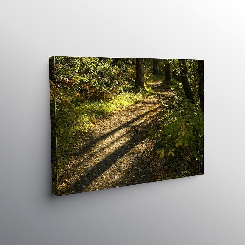 Long Shadows of Autumn Hensol Forest, Canvas Print