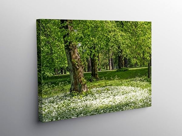 Spring Woodland and Ramsons Bute Park Cardiff, Canvas Print