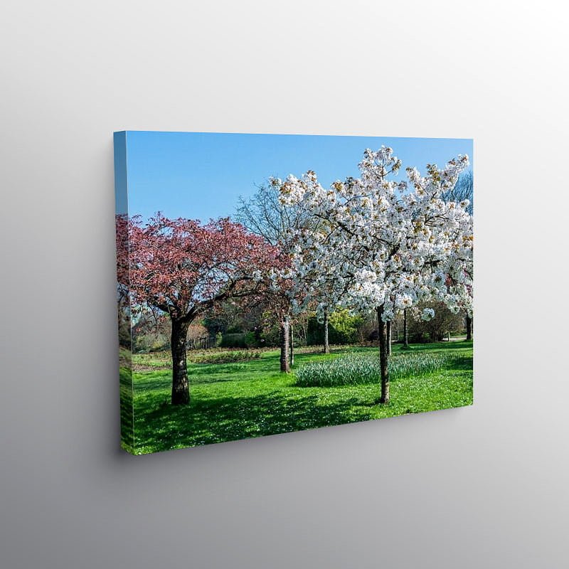 Spring in Roath Park Cardiff, Canvas Print