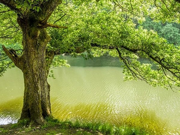 Oak Tree on the banks of the River Lliw near Swansea
