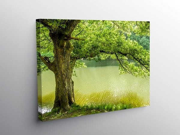 Oak Tree on the banks of the River Lliw near Swansea, Canvas Print