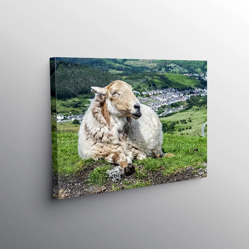 Sheep Guarding the Rhondda Valley, Canvas Print