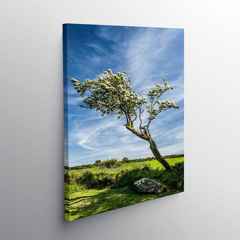 Hawthorn Tree in Spring Blossom Pembrokeshire, Canvas Print