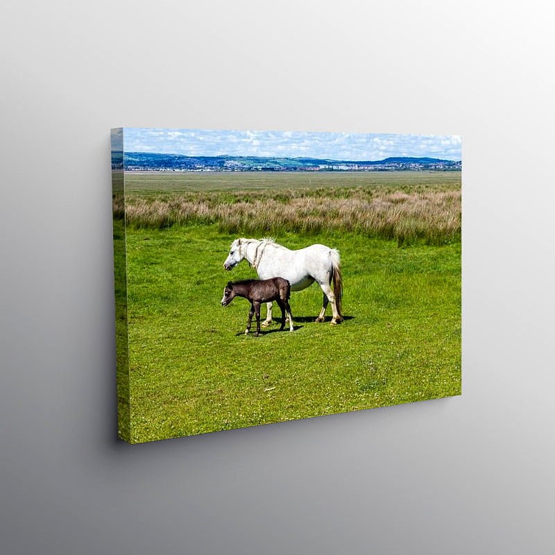 Horse and Foal Llanrhidian Marshes Gower, Canvas Print