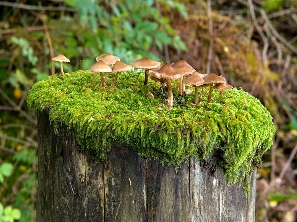 Toadstools growing on a fencepost top