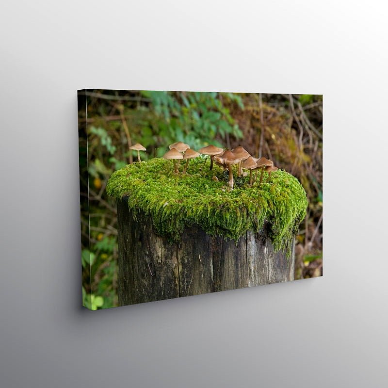 Toadstools growing on a fencepost top, Canvas Print