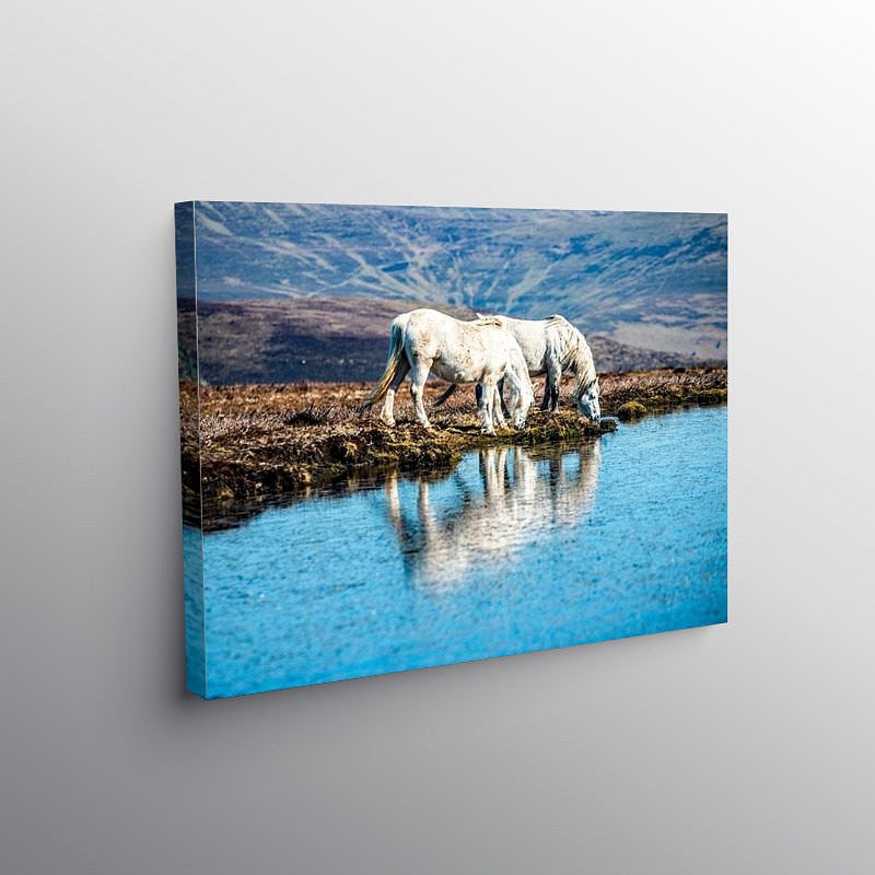 Two White Horses Mynydd Llangorse, Canvas Print
