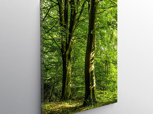 Wentwood Forest Monmouthshire Two Beech Trees, Canvas Print
