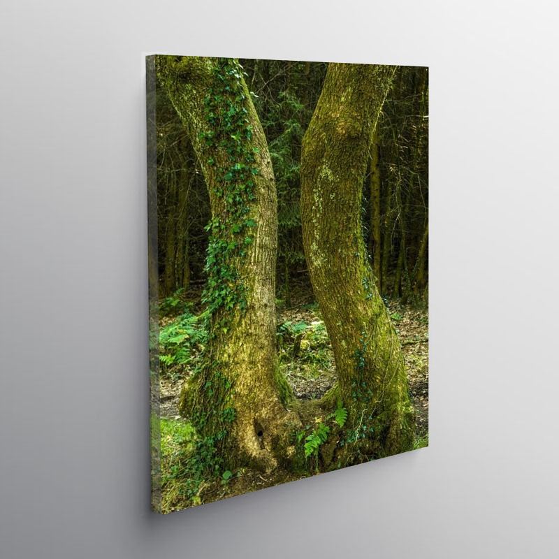 Wentwood Forest with two trees almost touching, Canvas Print