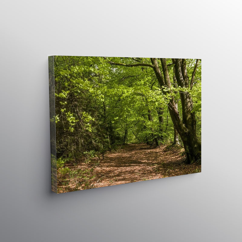 Woodland walk in Hensol Forest South Wales, Canvas Print