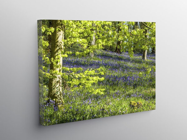 Bluebell Woods at Coed Cefn above Crickhowell, Canvas Print
